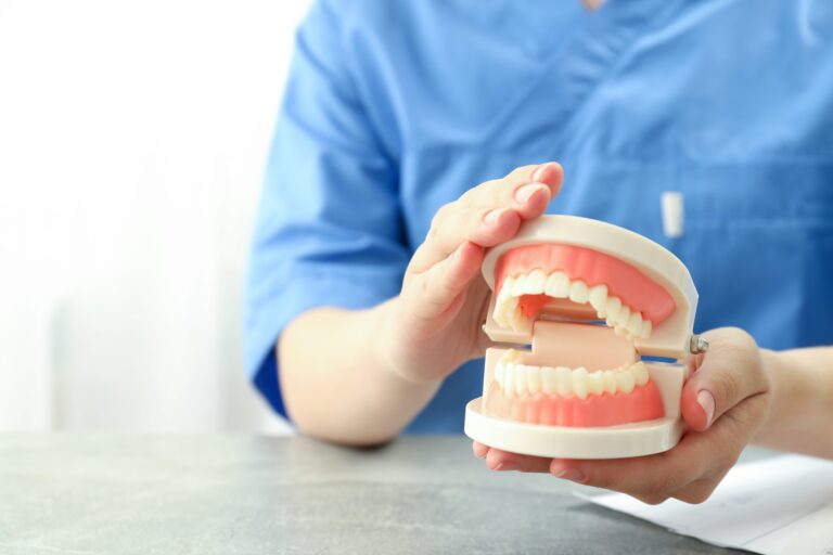 Budowa zębów - Model anatomiczny trzymany przez dentystę w celach edukacyjnych
