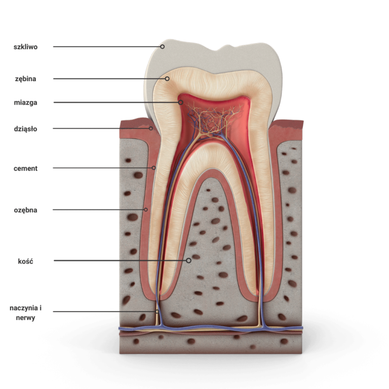 Budowa zębów - schematyczne przedstawienie budowy zęba wskazujące na istotne struktury takie jak szkliwo, zębina, miazga, cement, dziąsło, oraz kość