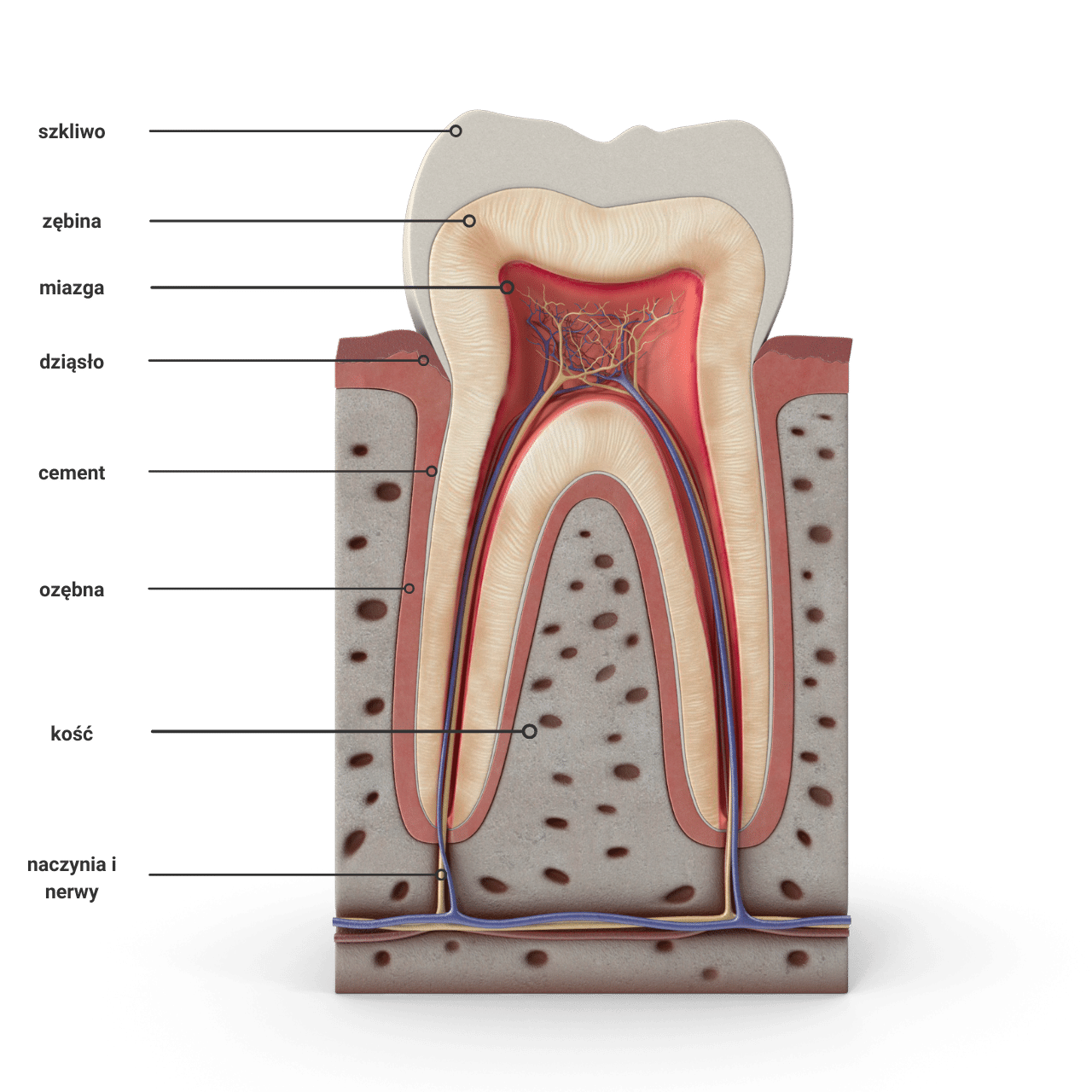 budowa-z-b-w-stomatologia