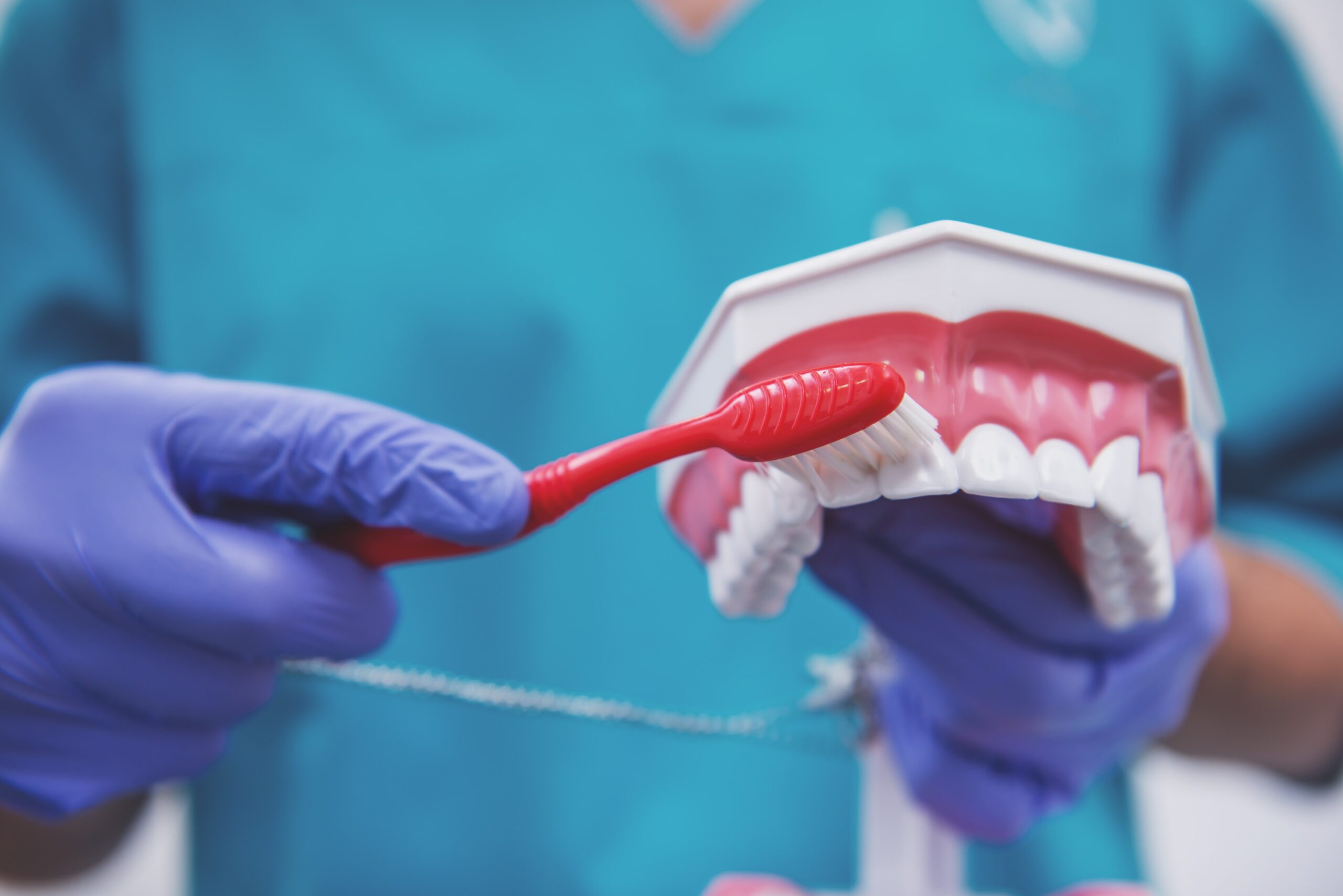 Mycie zębów - Jak prawidłowo myć zęby - demonstracja techniki szczotkowania zębów na modelu dentystycznym